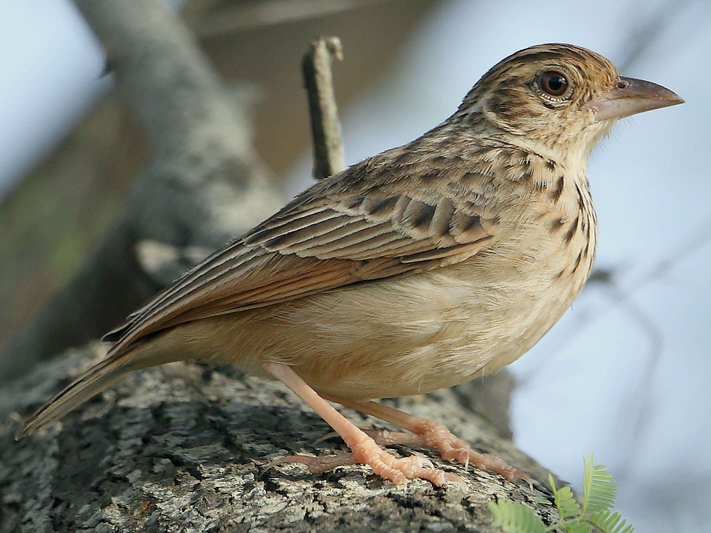 Jerdon's Bushlark